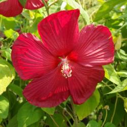 Seme cveća: Hibiscus moscheutos rouge 10 semenki