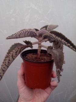 Kaktusi: Kalanchoe daigremontiana