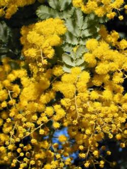 Seme cveća: Acacia baileyana - Golden Mimosa