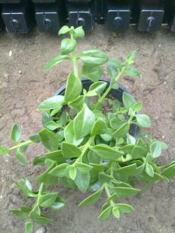 Sadnice - sobne biljke: Aptenia 