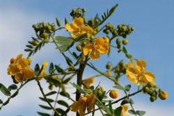 Seme cveća: Cassia corymbosa - yellow sena 20 semenki