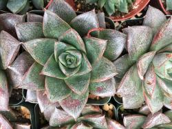 Sadnice - sobne biljke: Echeveria purpusorum