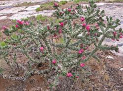 Kaktusi: Cylindropuntia imbricata sadnica