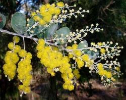 Seme cveća: Acacia podalyriifolia - pearl acacia 