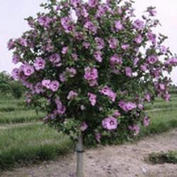 Seme cveća: Hibiskus (Blue bird)-Sirijska ruza