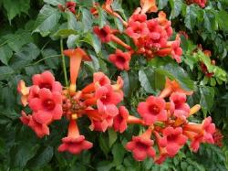 Seme cveća: Campsis radicans 