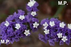 Seme cveća: Limonium sinuatum - mix