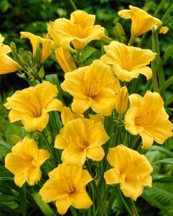 Perene: Hemerocallis Mini Stella P248