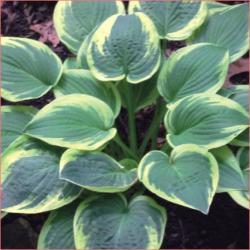 Perene: P035 - HOSTA Aureomarginata