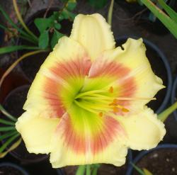 Perene: Hemerocallis Spits Beauty-P531