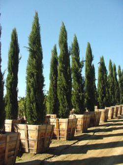 Seme drveća: Mediteranski cempres - Cupressus sempervirens stricta (seme)