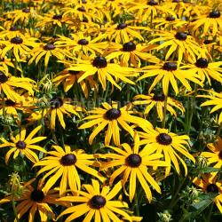 Seme cveća: Rudbeckia zuta (seme)