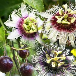 Seme voća: Passiflora edulis (seme) Marakuja