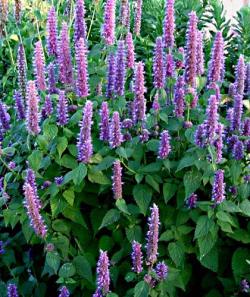 Začini i lekovito bilje: Koreanska nana (Agastache rugosa)