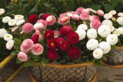 Seme cveća: Bellis perenis (seme) Margarita