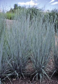 Trave: Andropogon scoparius,ukrasna trava