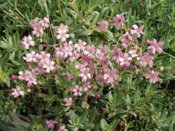 Perene: Gipsofila repens(roze cvet)