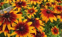 Perene: Rudbeckia hirta Autumn Colors 