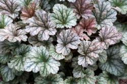 Perene: Heuchera sp. Coral Bells Hojhera (srebrni  listovi)