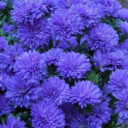 Perene: Aster 