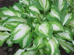 Perene: Hosta undulata 