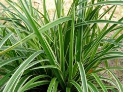 Trave: Carex morrowii 