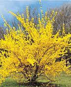 Sadnice - žbunaste vrste: Forsythia-forzicija,zbun