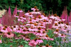 Perene: Echinacea purpurea Rosea - roze cvet 