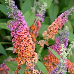 Sadnice - žbunaste vrste: Buddleia davidii orange-eye 