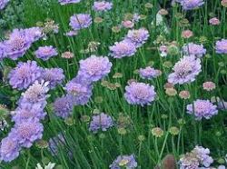 Perene: Scabiosa