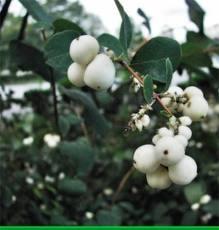 Sadnice - žbunaste vrste: Symphoricarpos-Biserak beli