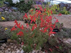 Perene: Penstemon pinifolius