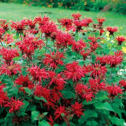 Perene: Monarda crven cvet