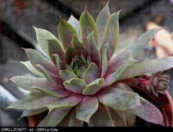 Perene: Cuvarkuca - Sempervivum Blue Boy