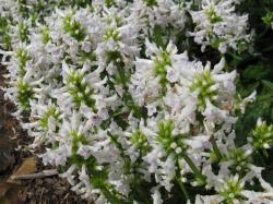 Perene: Stachys officinalis Alba 