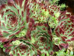 Perene: Cuvarkuca - Sempervivum cal. sir William Lawrence