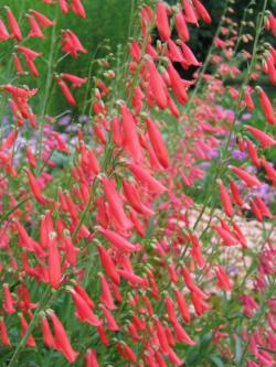 Perene: Penstemon barbatus