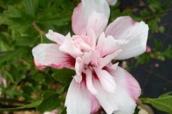 Sadnice - žbunaste vrste: Hibiscus syriacus