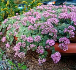 Perene: Sedum sieboldi