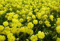 Perene: Helianthemum nummularium Double Yellow , suncica 