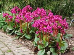 Perene: Bergenia cordifolia