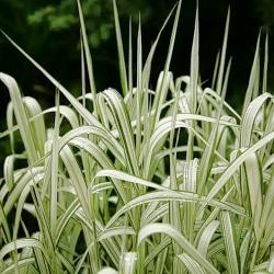 Trave: Miscanthus sinensis 