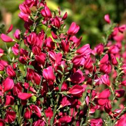 Sadnice - žbunaste vrste: Cytisus scoparius Boskoop Ruby 