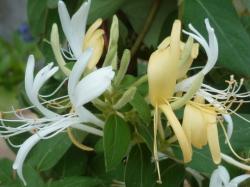 Sadnice - puzavice: Lonicera japonica-Orlovi nokti beli cvet