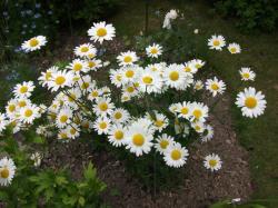 Perene: Chrysanthemum leucanthemum ,bela rada -visoka