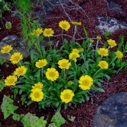 Perene: Hymenoxys (tetraneuris ) herbacea