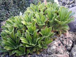 Perene: Saxifraga andrewsii 