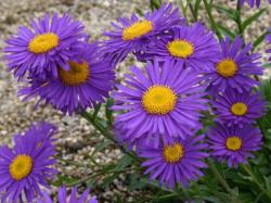 Perene: Aster alpinus Dark Beauty - prolećni aster 