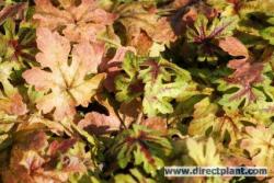 Perene: Tiarella Iron Butterffly