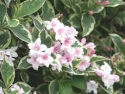 Sadnice - žbunaste vrste: Weigela Florida variegata ,sarenolisna vejgela